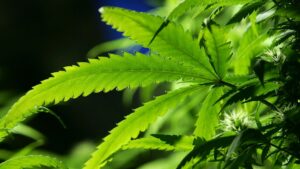 Humalajuominen ja marihuanan käyttö saavuttivat ennätyskorkeuden keski-ikäisillä aikuisilla, tutkimustulos - Medical Marijuana Program Connection
