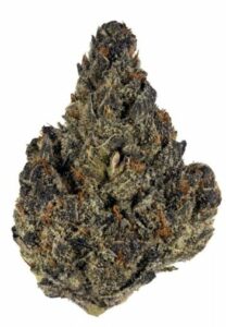 Blueberry Cookies-soort - Cannabis-tutorials