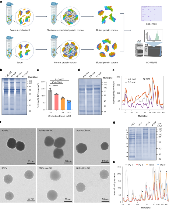 Kolesterol memodulasi respons fisiologis terhadap nanopartikel dengan mengubah komposisi protein korona - Nature Nanotechnology