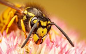 公民科学家揭示普通黄蜂如何在英国传播环境技术公司