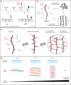 Matrices dinámicas con viscoelasticidad codificada por ADN para cultivo de células y organoides - Nature Nanotechnology