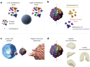 השפעות הכולסטרול על קורונה ביומולקולרית - Nature Nanotechnology