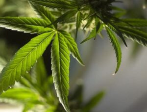 Curtea din Florida susține hotărârea în cazul comenzii de marijuana - Conexiune la programul de marijuana medicală