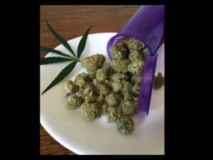 黑斯廷斯议会处理新的大麻法 - 医用大麻计划连接