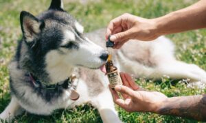 Kako CBD lahko pomaga psom z osteoartritisom