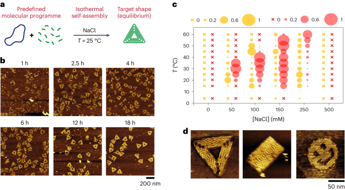 Isotermisk selvmontering av multikomponent og evolutive DNA nanostrukturer - Nature Nanotechnology