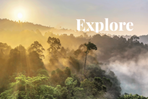 Lag av en regnskog: utforske det vertikale mangfoldet