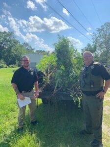 Marihuana-buste in Wilcox County - Cordele Dispatch - Medical Marijuana Program Connection