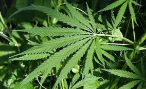 ماریجوانا کو قانونی بنانے کی مہم نومبر 2023 کے بیلٹ کے لیے اضافی دستخط جمع کراتی ہے۔ درست ہونے کے لیے 10% کی ضرورت ہے - Ballotpedia News - میڈیکل ماریجوانا پروگرام کنکشن