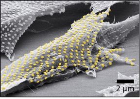 تقنية النانو الآن - بيان صحفي: تقنية الوشم تنقل الأنماط النانوية الذهبية إلى الخلايا الحية