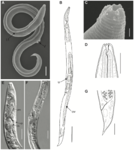 A szibériai örökfagy fonálférgei felébredtek 46,000 XNUMX éves szunyókálás után