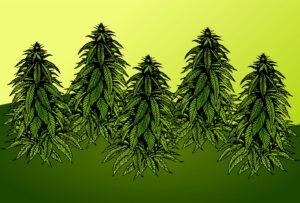 新罕布什尔州委员会研究大麻合法化