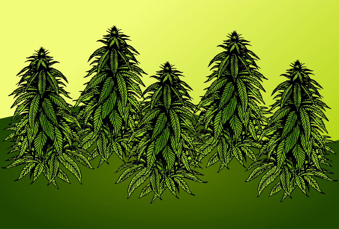 New Hampshire-kommissionen ska studera legalisering av cannabis