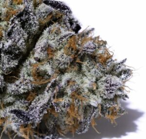 Oreo Strain - Tutoriels sur le cannabis