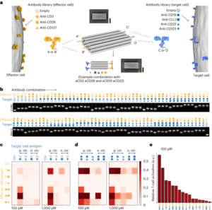 Programabilni multispecifični DNA-origami-osnovani vključevalci T-celic - Nature Nanotechnology