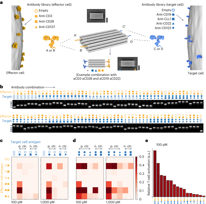 Capteurs de lymphocytes T multispécifiques programmables à base d'origami d'ADN - Nature Nanotechnology
