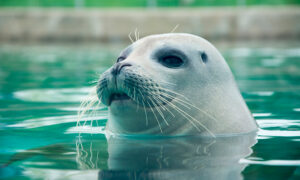 Researchers Trained Seals To Sing Star Wars Theme