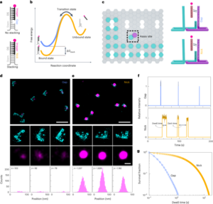Enkeltmolekylanalyse av DNA-basestablingsenergi ved bruk av mønstrede DNA-nanostrukturer - Nature Nanotechnology