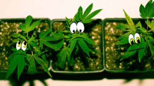 Undersökning: 58 % av odlarna mår "dåligt" eller "hemskt" om Cannabis nuvarande tillstånd