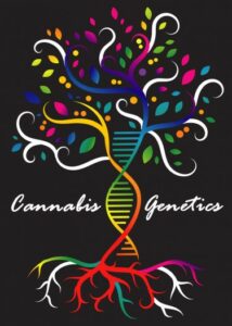 اهمیت ژنتیک برای دانه های شاهدانه - آنچه قبل از خرید باید بدانید!
