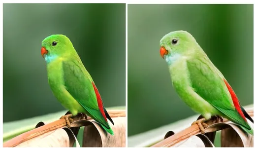 ON1 Photo RAW transformed an image of a parrot using AI