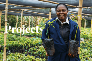 Den ultimata guiden till Afrikas 47 skogsplanterings- och återplanteringsprojekt
