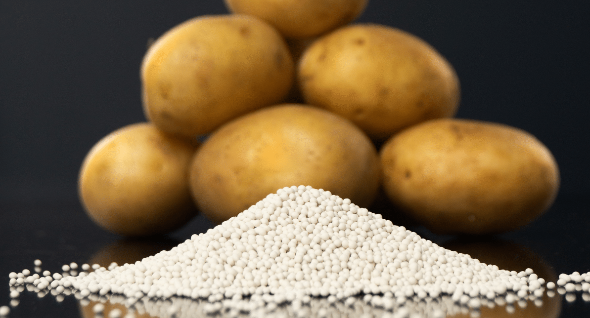 Solynta-potato-seeds