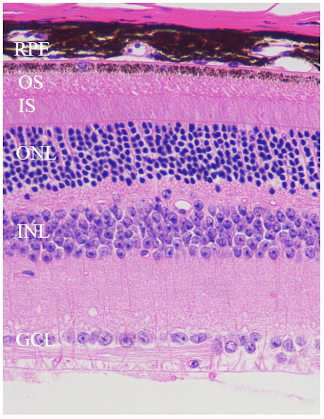 Layers of mouse retina
