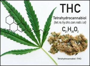ما هي الحالات الصحية الثلاثة الشائعة التي يمكن أن يساعد رباعي هيدروكانابينول (THC) في علاجها لدى البشر؟