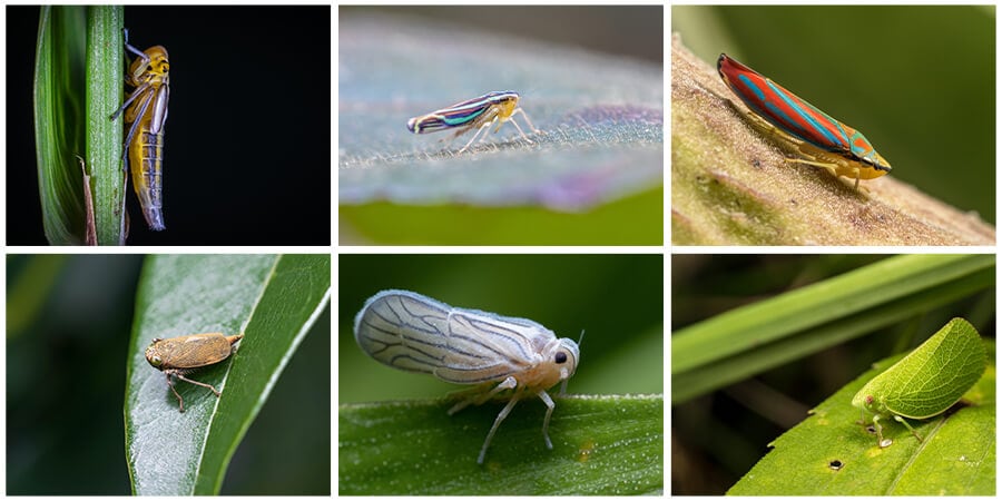 Members of the Family Cicadellidae, a.k.a Leafhoppers