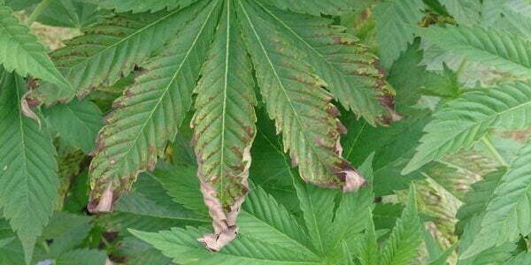 Burned tips on a marijuana leaf