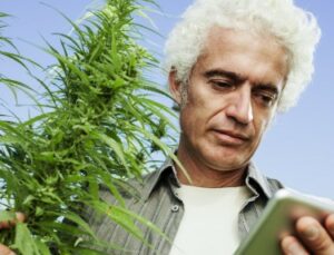 Dina cannabisplantor är redo för skörd, vilka är de första 5 sakerna du bör göra?