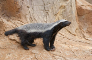 3 lessons on perseverance from a honey badger