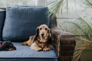 9 sfaturi de experți pentru a vă menține câinele în siguranță în timp ce sunteți plecat pentru o zi