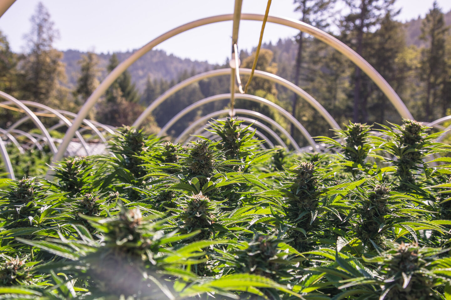 Iniciativa eleitoral pode esmagar o cultivo de cannabis em Humboldt