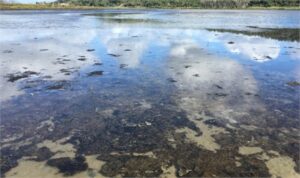 مجلس خليج بلنتي وشريك iwi لاستعادة الأراضي الرطبة المتدهورة