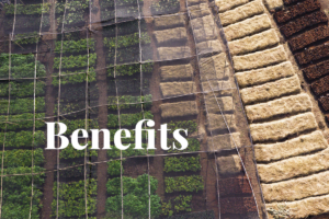 Beyond carbon: The benefits of nature-based solutions for businesses