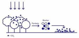 Biocharul face nota: deblocarea potențialului de eliminare a carbonului prin inginerie