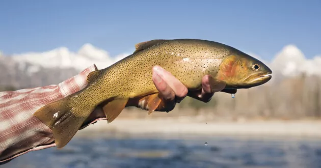 An angler holds a wild, native cutthroat trout fly fished from the Snake River in Jackson, WY on October 18, 2018. Photo by Peter Bohler.