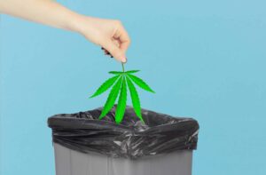 Una investigación del Parlamento de Dinamarca muestra que se han destruido 320,862 libras de cannabis