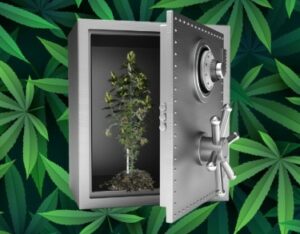 DIY-beveiligingssystemen voor cannabisteelt (stapsgewijze handleiding)