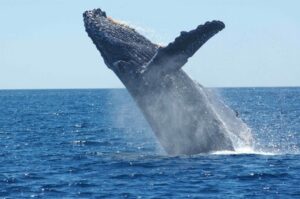 Dormant Bitcoin Whale Moves $25 Million Worth of $BTC After it Appreciated Over 240,000%