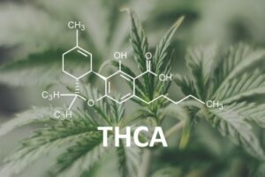 هر آنچه باید درباره THCA بدانید