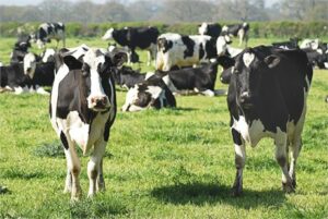 Gli agricoltori chiedono una revisione del metano sulla base di un rapporto errato, afferma l'esperto