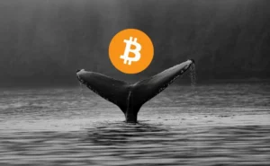 Finn ut hvilke mynter hvaler kjøper med en Crypto Whale Tracker - CoinCheckup-blogg - Nyheter, artikler og ressurser for kryptovaluta