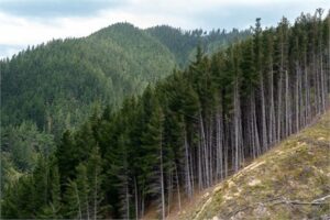 Proprietarii de păduri chemarea pentru modificarea legii primește un răspuns cald