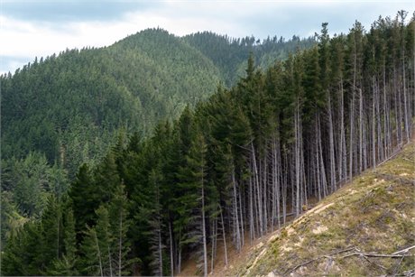 Los propietarios forestales piden un cambio de ley y reciben una tibia respuesta