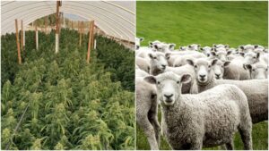 希腊羊群吞食数百磅大麻