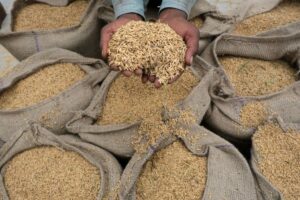 هند برخی از کشورها را از محدودیت برنج برای امنیت غذایی معاف می کند