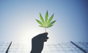 Fängelse för att ha använt medicinsk marijuana för att rädda ditt liv